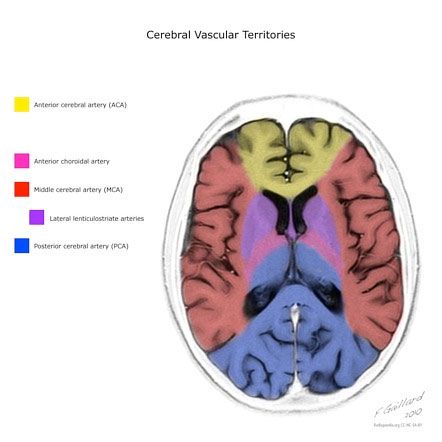 Cerebral Vascular Territories