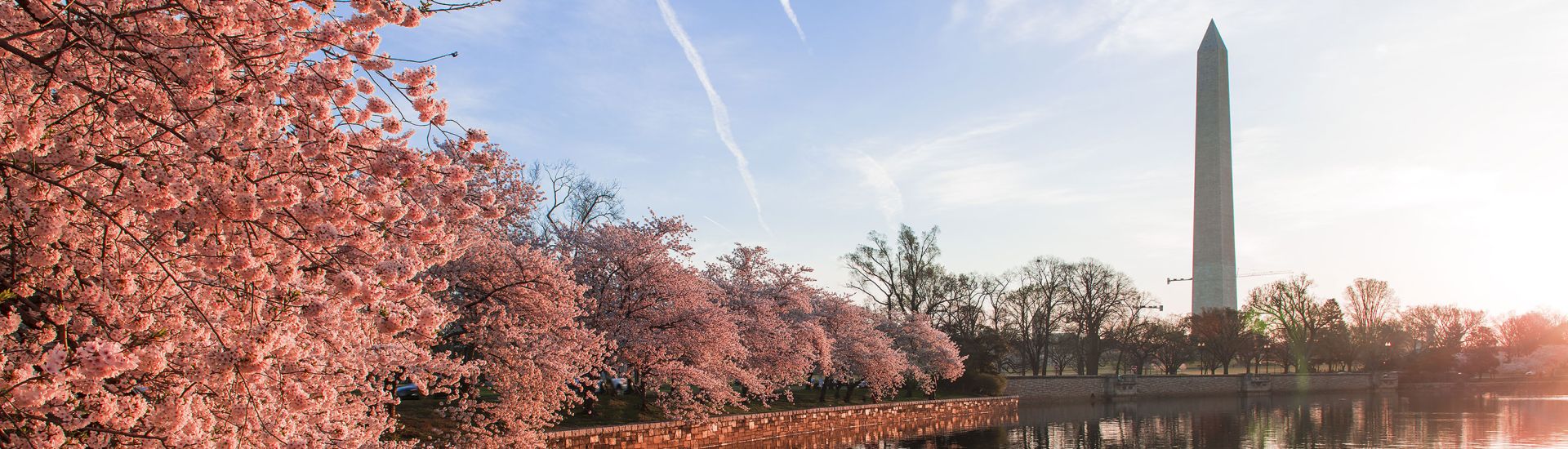 Washington monument during cherry blossom season